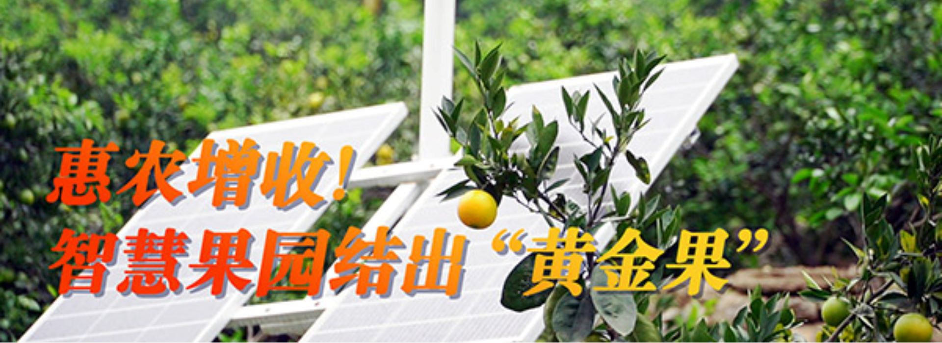 【數(shù)字鄉(xiāng)村聚力行動(dòng)】惠農(nóng)增收！智慧果園結(jié)出“黃金果”
