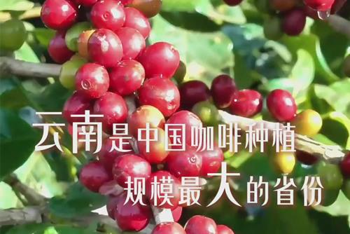 一眼心動(dòng)的中國(guó)｜來(lái)一杯云南小?？Х? /></a>
                                <p><a href=